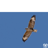 گونه سارگپه کوهی Upland Buzzard